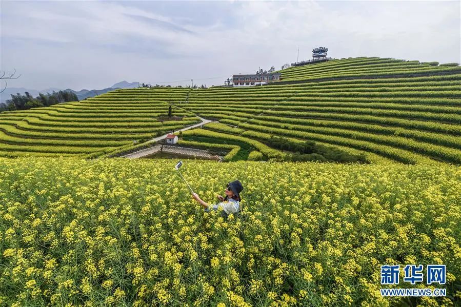 游客在浙江省杭州市富阳区新登镇上旺村黑山顶的油菜花海游玩(3月25日